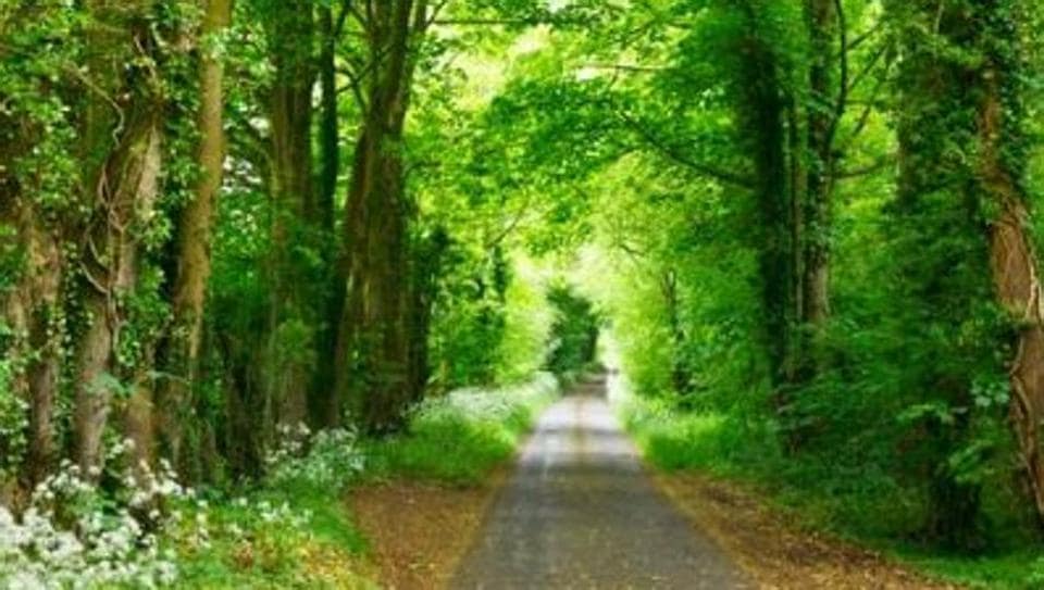 Beyond the Myths: How Bats Help Feed and Protect Us